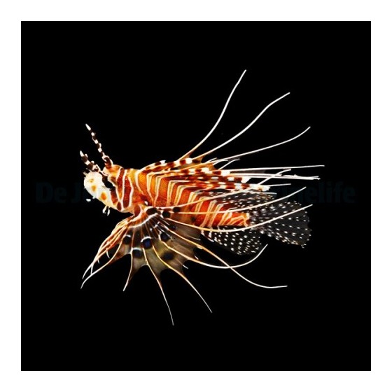 Pterois antennata - Lion - Antennata