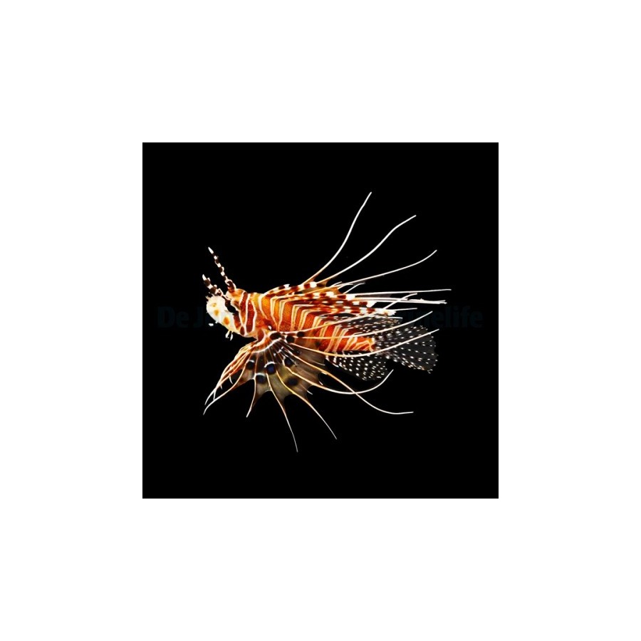 Pterois antennata - Lion - Antennata