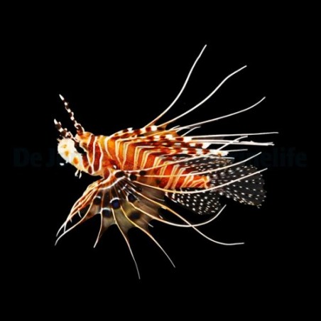 Pterois antennata - Lion - Antennata