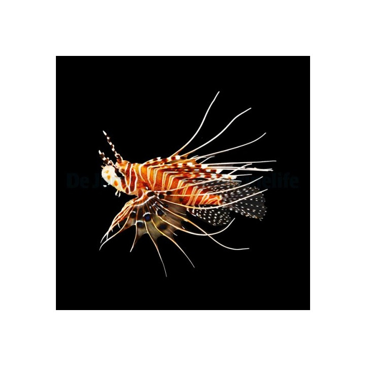 Pterois antennata - Lion - Antennata