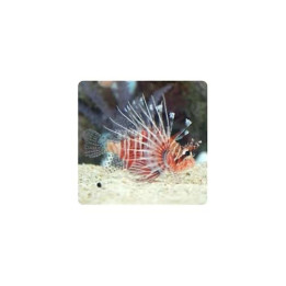 Pterois miles - Lion - Miles
