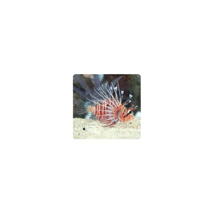 Pterois miles - Lion - Miles