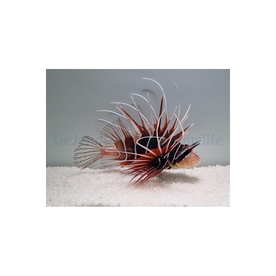 Pterois radiata - Lion - Radiata