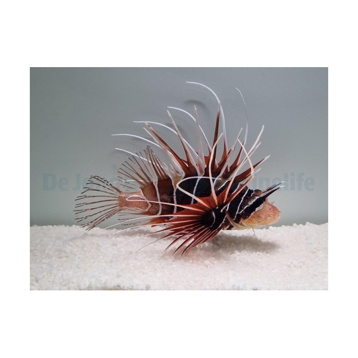 Pterois radiata - Lion - Radiata
