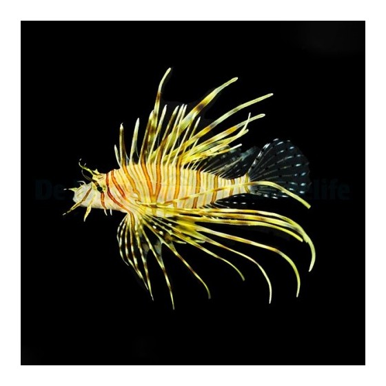 Pterois volitans - Lion - Volitans