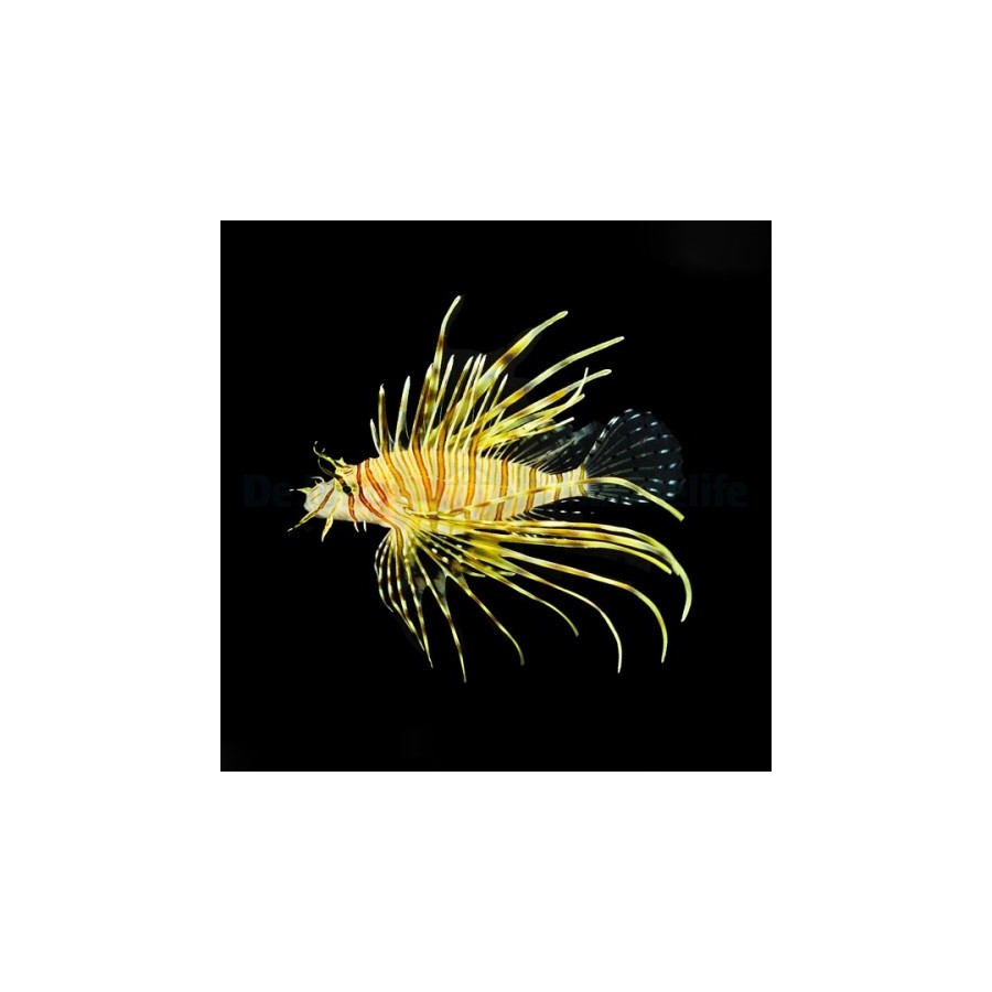 Pterois volitans - Lion - Volitans