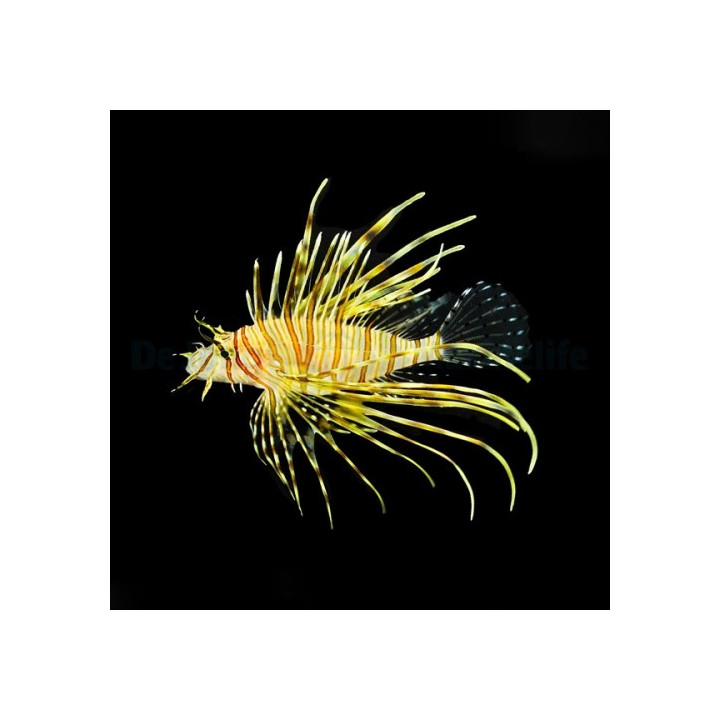 Pterois volitans - Lion - Volitans