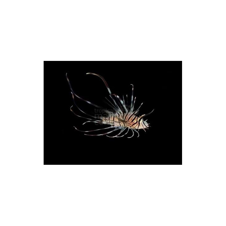 Pterois volitans - Lion - Volitans