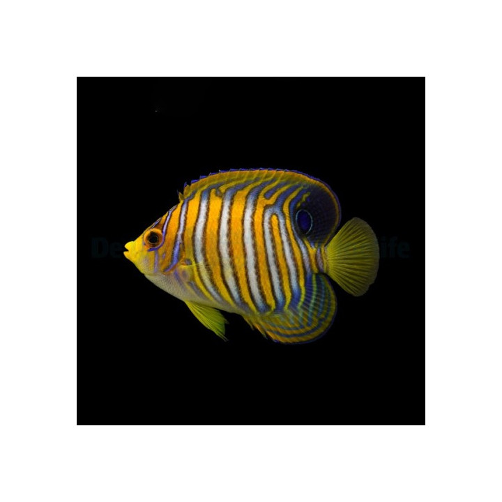 Pygoplites diacanthus - Kirjokeisarikala
