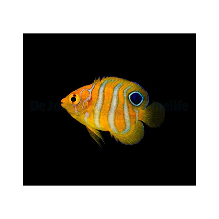 Pygoplites diacanthus - Kirjokeisarikala - viljelty