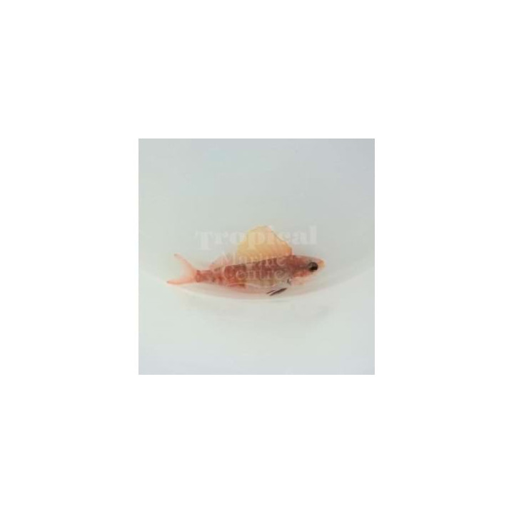 Rabaulichthys sp. - Sailfin Anthias