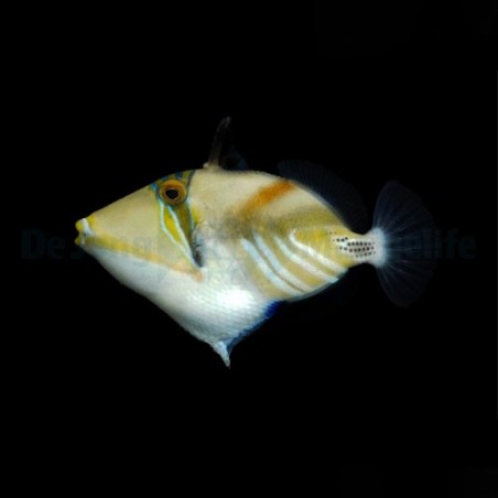 Rhinecanthus aculeatus - Picasso Trigger