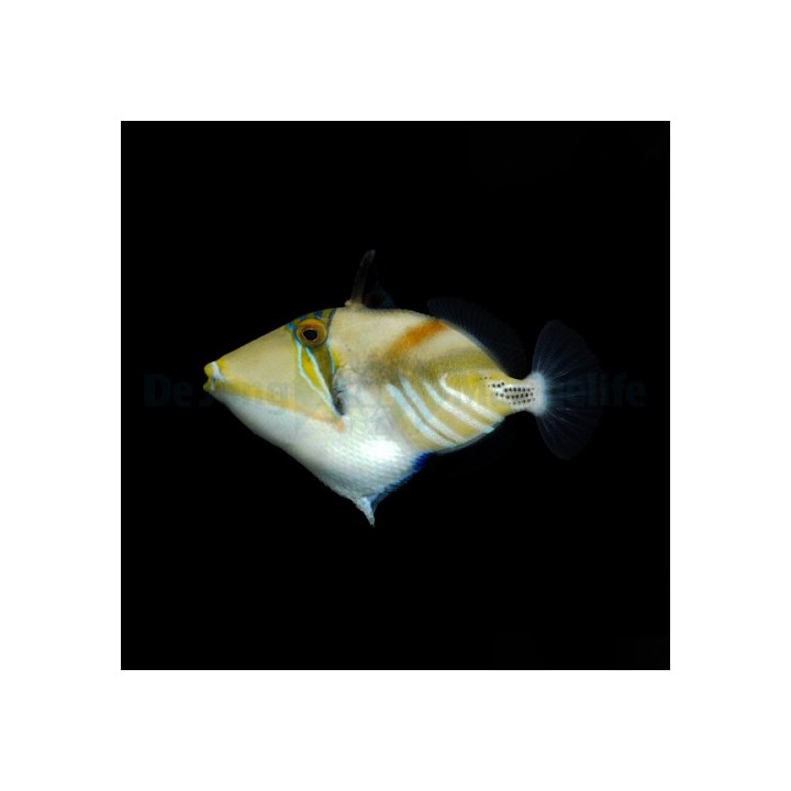 Rhinecanthus aculeatus - Picasso Trigger