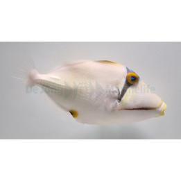 Rhinecanthus assasi - Red Sea Trigger