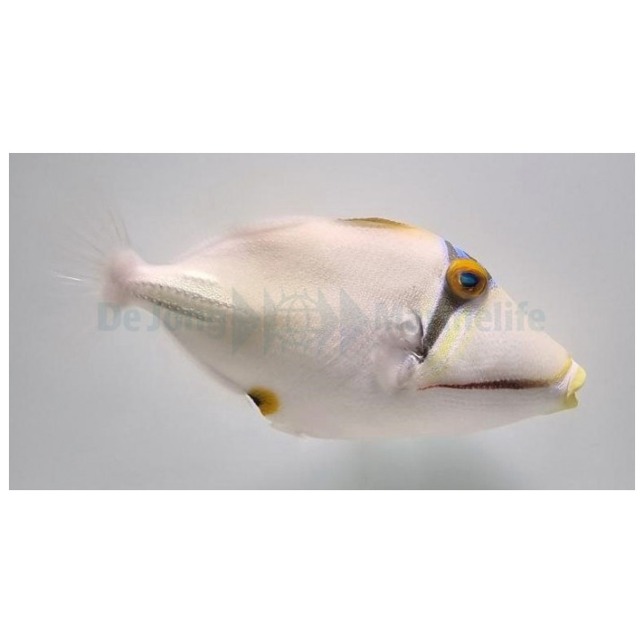 Rhinecanthus assasi - Red Sea Trigger