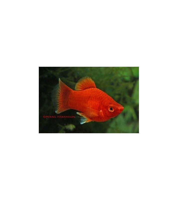 Platy coral punainen - Xiphophorus maculatus