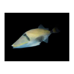 Rhinecanthus lunula - Moon Trigger