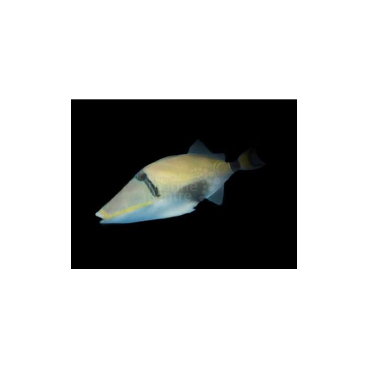 Rhinecanthus lunula - Moon Trigger