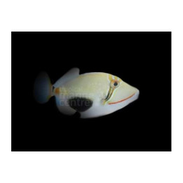 Rhinecanthus verrucosus - Bursa Trigger