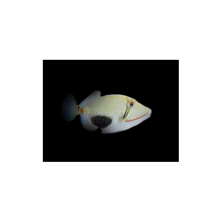 Rhinecanthus verrucosus - Bursa Trigger