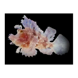 Rhinopias frondosa - Rhinopias