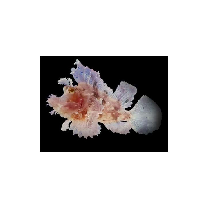 Rhinopias frondosa - Rhinopias