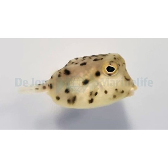 Rhynchostracion nasus - Common Boxfish