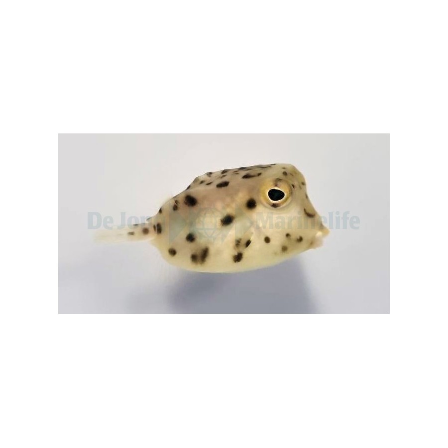 Rhynchostracion nasus - Common Boxfish