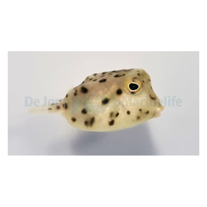 Rhynchostracion nasus - Common Boxfish