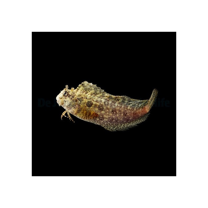 Salarias ceramensis
