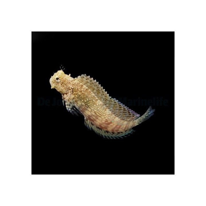 Salarias fasciatus - viherluikero