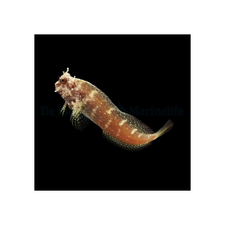 Salarias ramosus