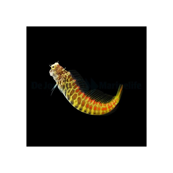 Salarias segmentatus