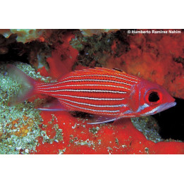 Sargocentron bullisi