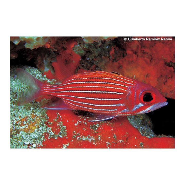 Sargocentron bullisi