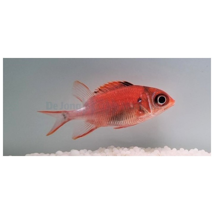 Sargocentron caudimaculatum