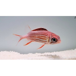 Sargocentron diadema