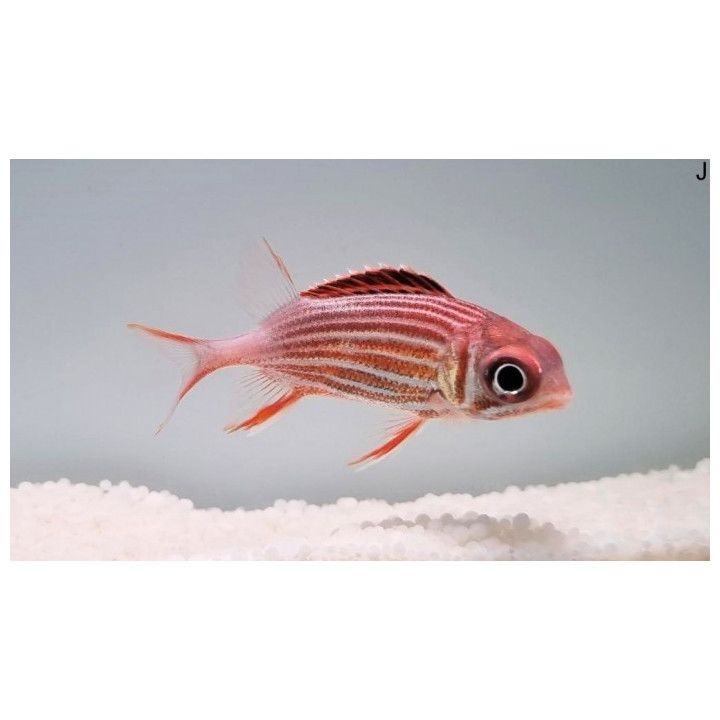 Sargocentron diadema