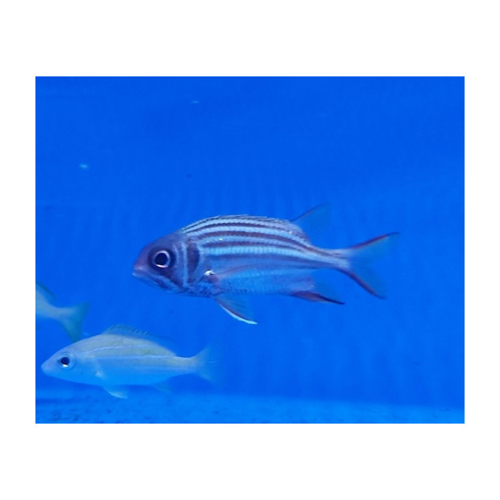 Sargocentron praslin