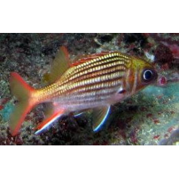 Sargocentron vexillarium