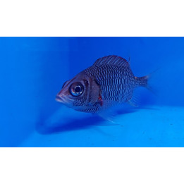 Sargocentron violaceum