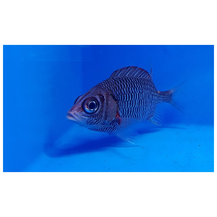 Sargocentron violaceum