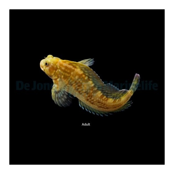 Scartella cristata - Molly Miller Blenny - viljelty