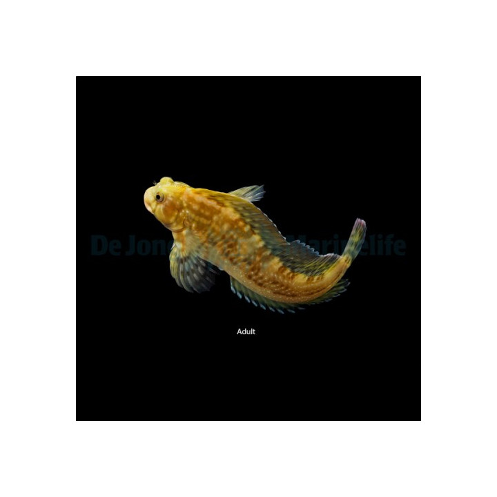 Scartella cristata - Molly Miller Blenny - viljelty -