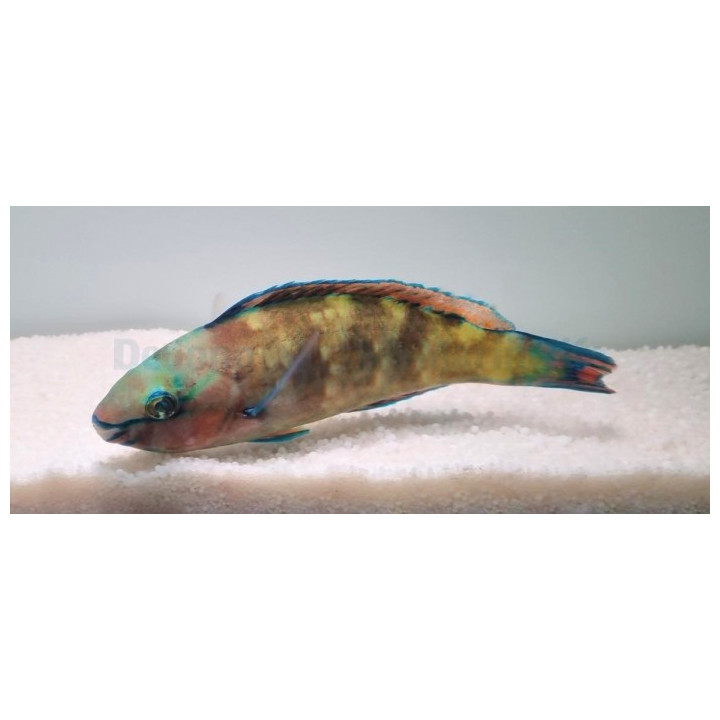 Scarus psittacus