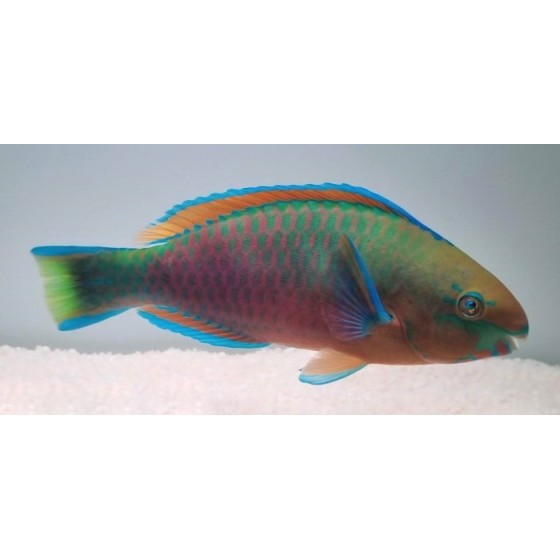 Scarus quoyi - Parrotfish - Quoyi