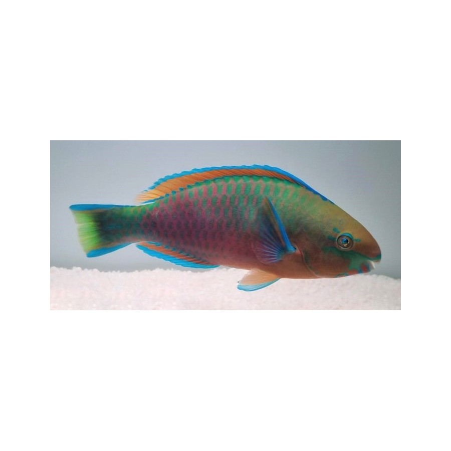 Scarus quoyi - Parrotfish - Quoyi