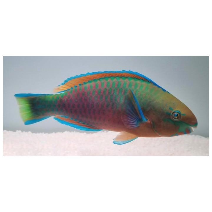 Scarus quoyi - Parrotfish - Quoyi