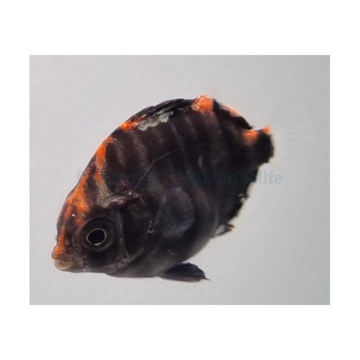 Scatophagus argus - Arguskala - viljelty