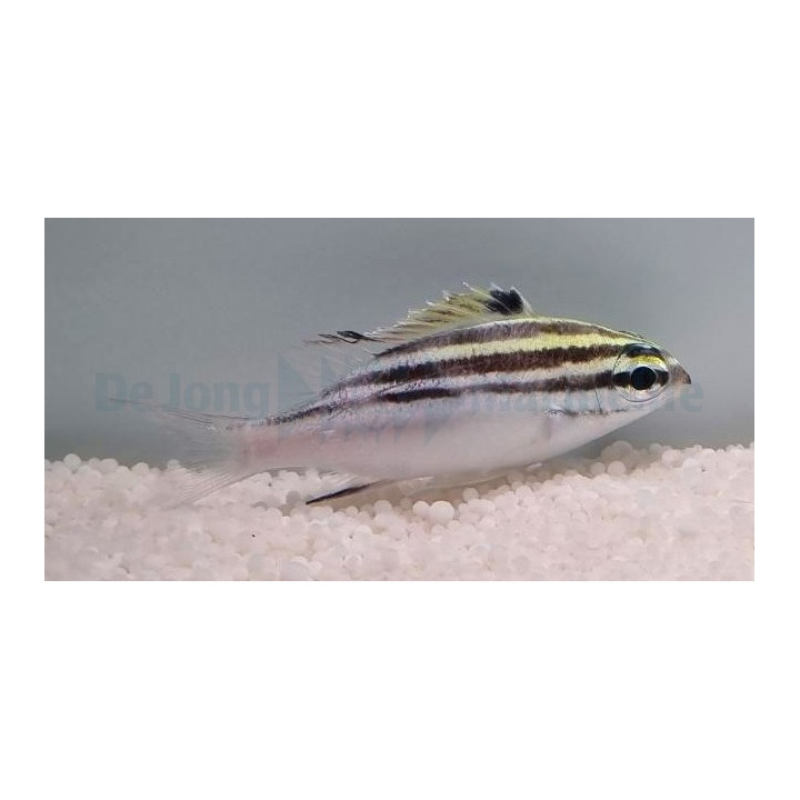 Scolopsis lineata - Two Stripe Scolopsis